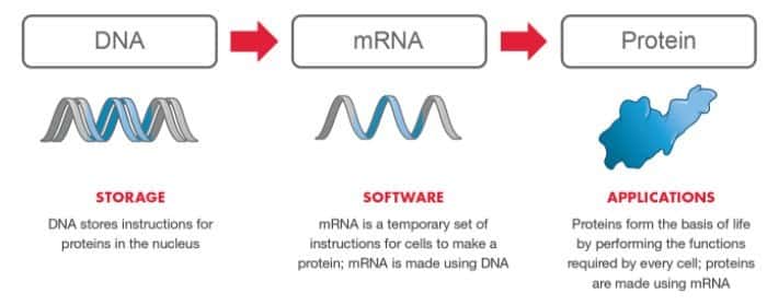 mrna-dna-protein.jpg